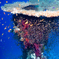 Huge table coral & school of glass fish