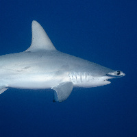 Hammerhead Shark (Sphyrna lewini)