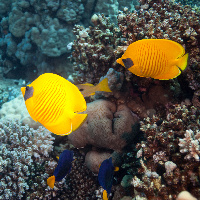 Masked butterflyfish (Chaetodon semilarvatus)