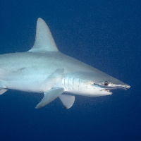 Hammerhead Shark (Sphyrna lewini)