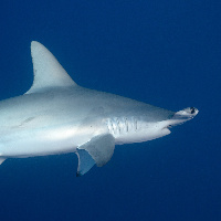 Hammerhead Shark (Sphyrna lewini)