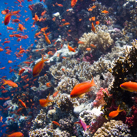 Clouds of Jewel fairy basslets (Pseudanthias squamipinnis)