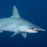 Hammerhead Shark (Sphyrna lewini)