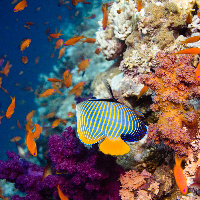 Emperor angelfish (Pomacanthus imperator) & Jewel fairy basslet