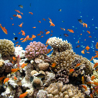 Jewel fairy basslet (Pseudanthias squamipinnis) & hard corals