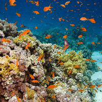 Clouds of Jewel fairy basslets (Pseudanthias squamipinnis)