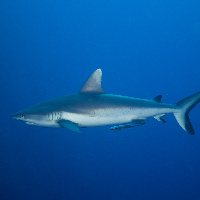 Grey Reef Shark