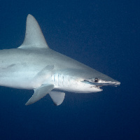 Hammerhead Shark