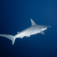 Hammerhead Shark