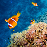 Anemone, Red Sea anemonefish (Amphiprion bicinctus) & Three-spot damsel (Dascyllus trimaculatus)