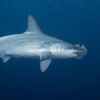 Hmmerhead Shark