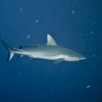 Grey Reef Shark