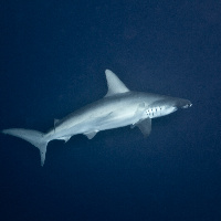 Hammerhead Shark (Sphyrna lewini)