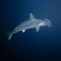 Hammerhead Shark (Sphyrna lewini)