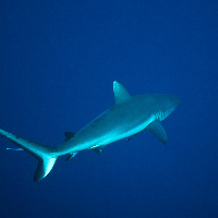 Grey Reef Shark