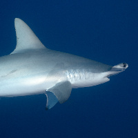 Hammerhead Shark