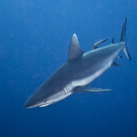 Grey Reef Shark