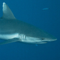 Grey Reef Shark