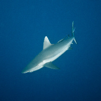 Grey Reef Shark