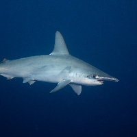 Hammerhead Shark