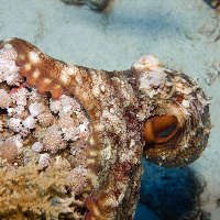 Big red octopus occupying a coral