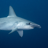 Hammerhead Shark