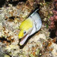 Yellowhead moray