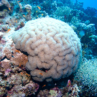 Buble coral (Plerogyra sinuosa)