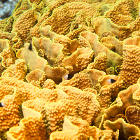 Yellow waver coral (Turbinaria mesenterina)