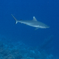 Grey reef shark (Carcharhinus amblyrhynchos)