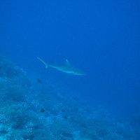 Grey Reef Shark