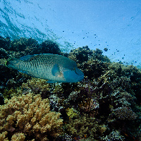 Humphead wrasse (Cheilinus undulatus)