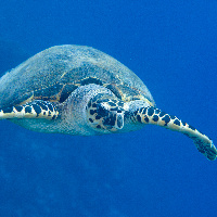 Hawksbill sea turtle (Eretmochelys imbricata)