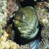 Giant Moray (Gymnothorax javanicus) in the night