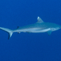 Grey reef shark (Carcharhinus amblyrhynchos)