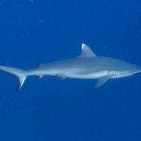 Grey reef shark (Carcharhinus amblyrhynchos)