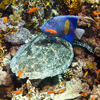Hawksbill sea turtle (Eretmochelys imbricata) & Arabian angelfish (Pomacanthus maculosus)