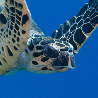 Hawksbill sea turtle (Eretmochelys imbricata)