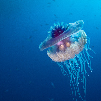 Cauliflower jellyfish (Cephea cephea)