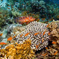 Coral grouper (Cephalopholis miniatus) on various coral
