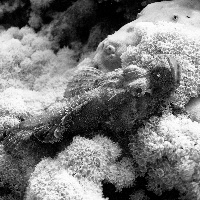 Flathead scorpionfish (Scorpaenopsis oxycephala)