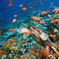 Hawksbill sea turtle (Eretmochelys imbricata) in coral garden