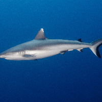 Grey reef shark (Carcharhinus amblyrhynchos)