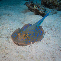 Bluespotted stingray (Taeniura lymma)