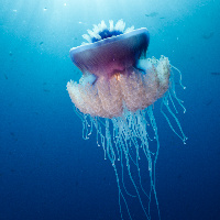 Cauliflower jellyfish (Cephea cephea)