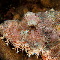 Flathead scorpionfish (Scorpaenopsis oxycephala)