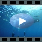 Silky Sharks meeting under the boat - CUBA