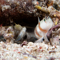 Steinitz shrimpgoby (Amblyeleotoris steinitzi) & Alpheus