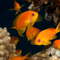 Jewel fairy basslet (Pseudanthias squamipinnis)