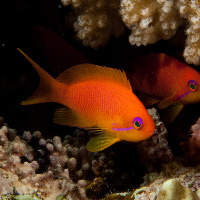 Jewel fairy basslet (Pseudanthias squamipinnis)